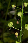 Atlantic camas